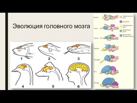 Эволюция головного мозга