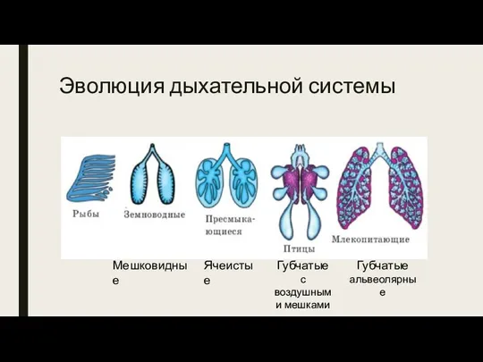 Эволюция дыхательной системы Мешковидные Ячеистые Губчатые с воздушными мешками Губчатые альвеолярные