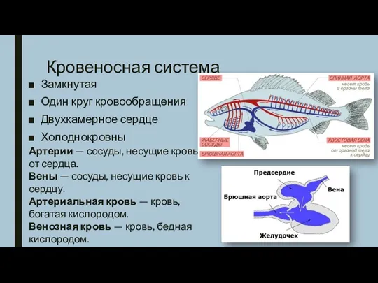 Кровеносная система Замкнутая Один круг кровообращения Двухкамерное сердце Холоднокровны Артерии