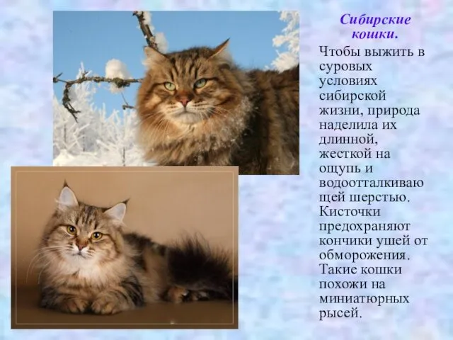 Сибирские кошки. Чтобы выжить в суровых условиях сибирской жизни, природа