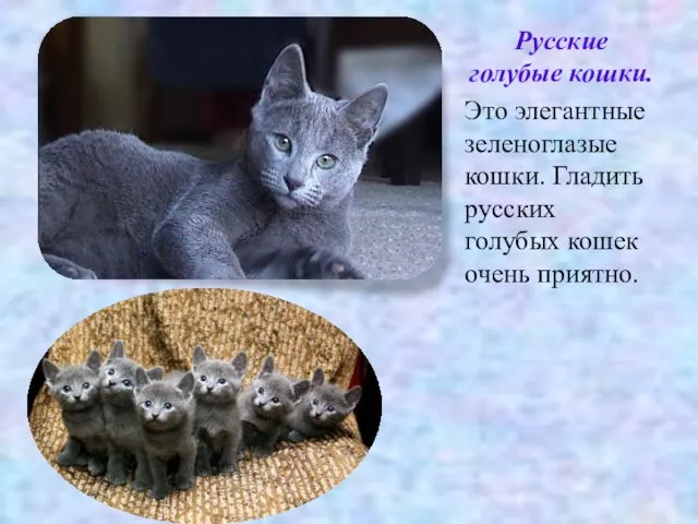 Русские голубые кошки. Это элегантные зеленоглазые кошки. Гладить русских голубых кошек очень приятно.