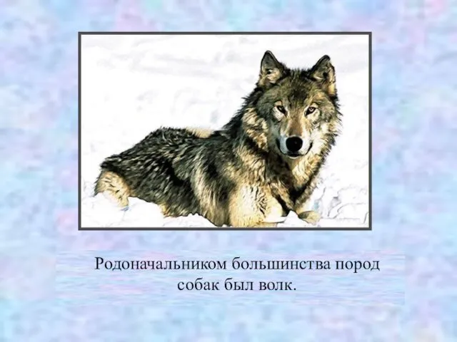 Родоначальником большинства пород собак был волк.