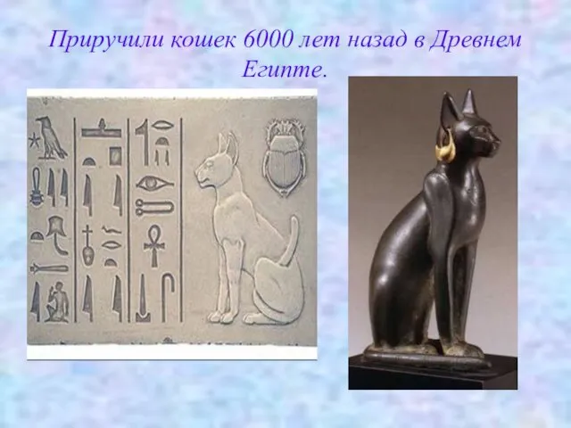 Приручили кошек 6000 лет назад в Древнем Египте.