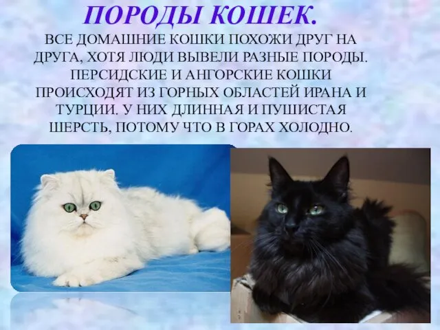 ПОРОДЫ КОШЕК. ВСЕ ДОМАШНИЕ КОШКИ ПОХОЖИ ДРУГ НА ДРУГА, ХОТЯ