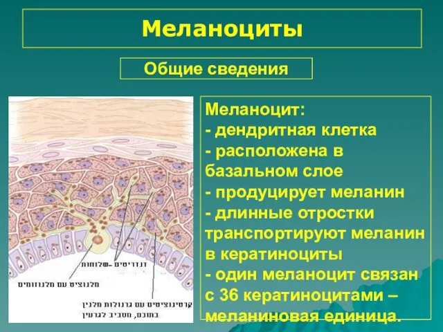 Меланоциты Общие сведения Меланоцит: - дендритная клетка - расположена в