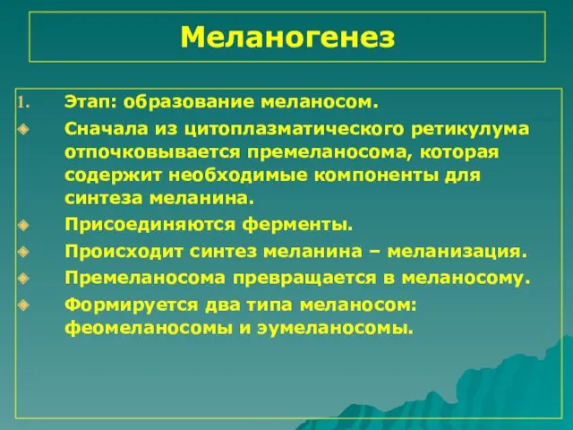 Меланогенез Этап: образование меланосом. Сначала из цитоплазматического ретикулума отпочковывается премеланосома,