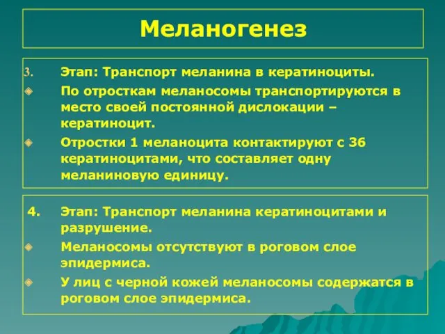 Меланогенез Этап: Транспорт меланина в кератиноциты. По отросткам меланосомы транспортируются