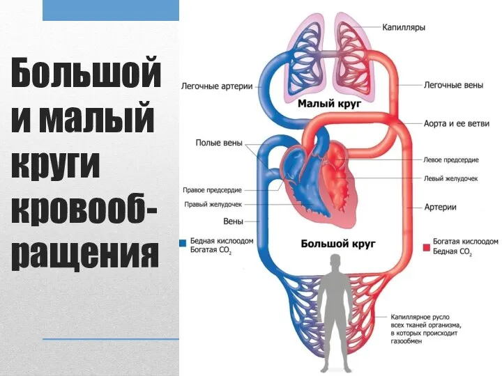 Большой и малый круги кровооб-ращения