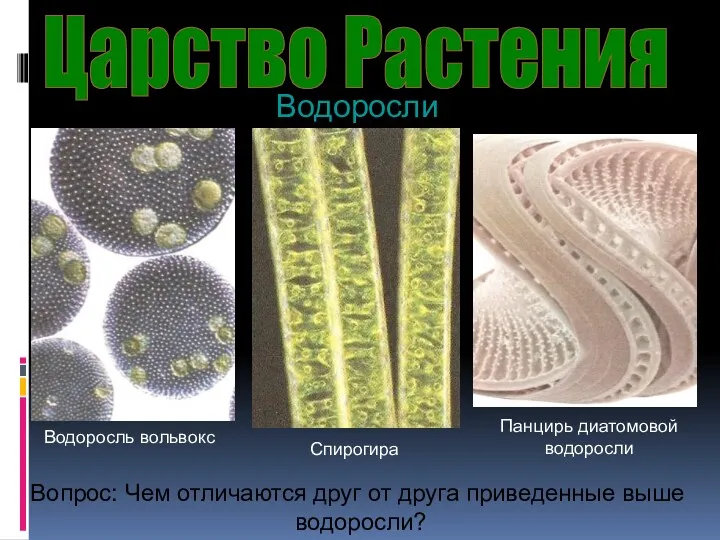 Царство Растения Водоросли Водоросль вольвокс Спирогира Панцирь диатомовой водоросли Вопрос: