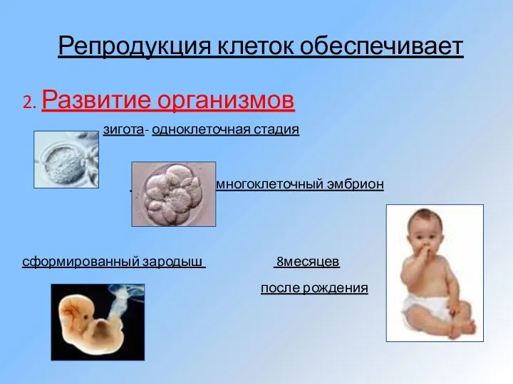Репродукция клеток обеспечивает 2. Развитие организмов зигота- одноклеточная стадия многоклеточный эмбрион сформированный зародыш 8месяцев после рождения