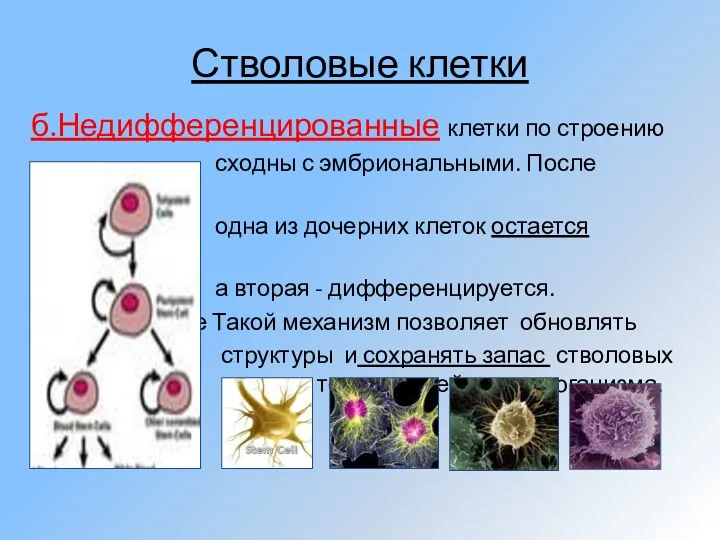 Стволовые клетки б.Недифференцированные клетки по строению сходны с эмбриональными. После деления одна из
