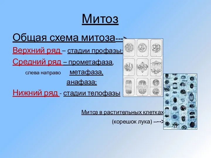 Митоз Общая схема митоза---> Верхний ряд – стадии профазы; Средний ряд – прометафаза,