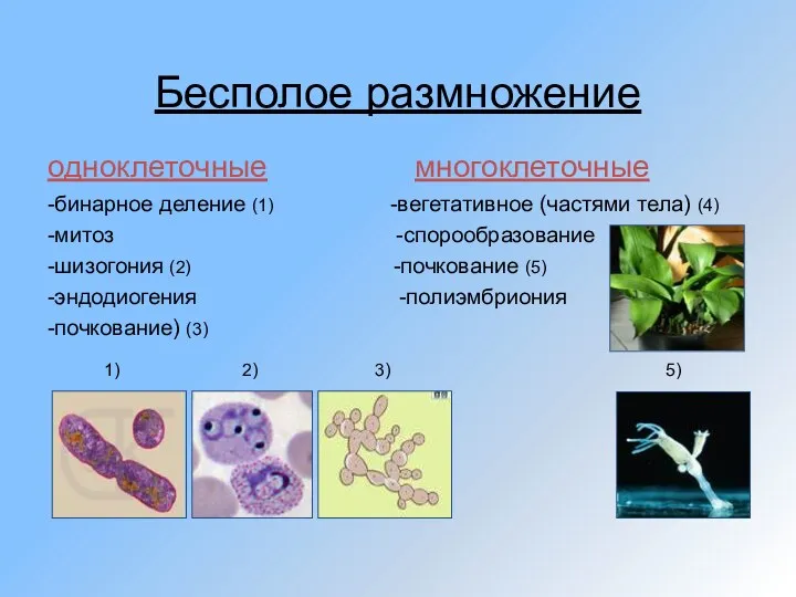 Бесполое размножение одноклеточные многоклеточные -бинарное деление (1) -вегетативное (частями тела) (4) -митоз -спорообразование