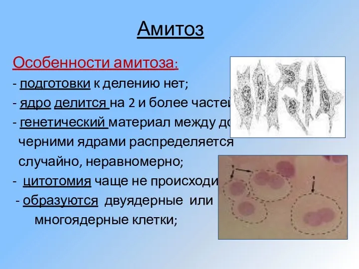 Амитоз Особенности амитоза: - подготовки к делению нет; - ядро делится на 2