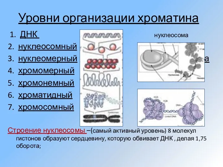 Уровни организации хроматина 1. ДНК нуклеосома 2. нуклеосомный 3. нуклеомерный нуклеосома 4. хромомерный