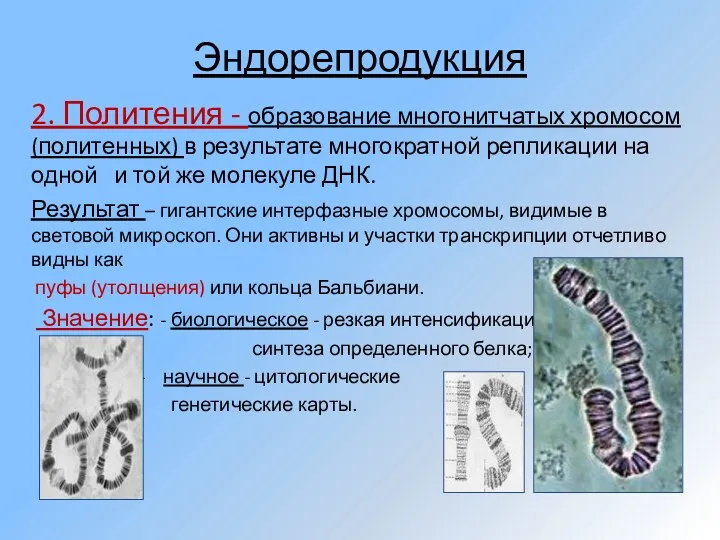 Эндорепродукция 2. Политения - образование многонитчатых хромосом (политенных) в результате многократной репликации на