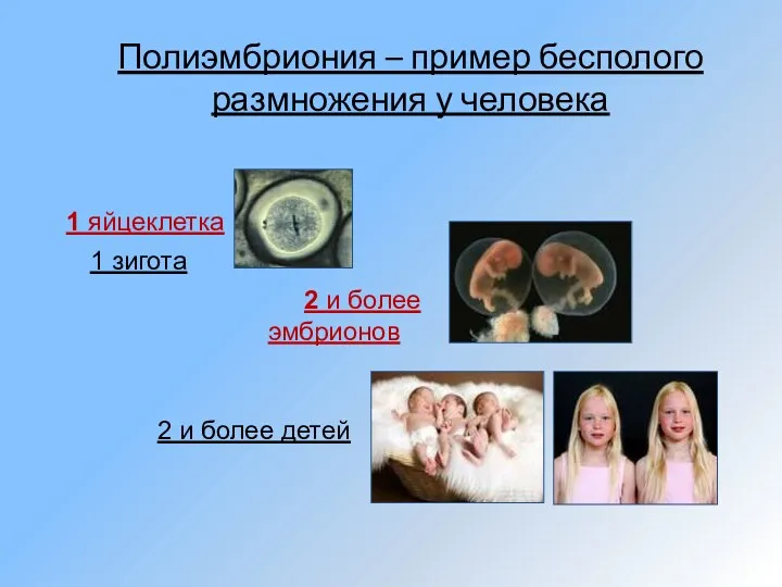 Полиэмбриония – пример бесполого размножения у человека 1 яйцеклетка 2 и более эмбрионов