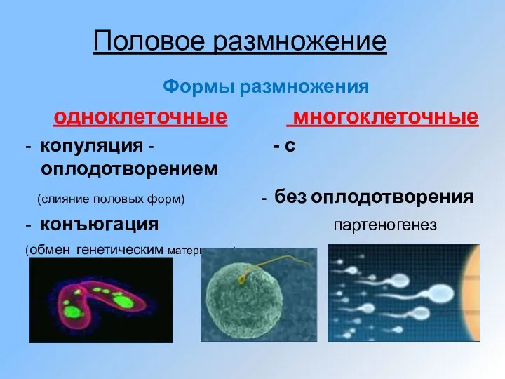 Половое размножение Формы размножения одноклеточные многоклеточные - копуляция - - с оплодотворением (слияние
