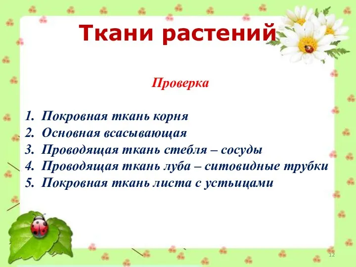 Ткани растений Проверка Покровная ткань корня Основная всасывающая Проводящая ткань