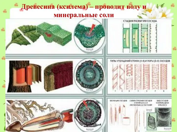 Древесина (ксилема) – проводит воду и минеральные соли