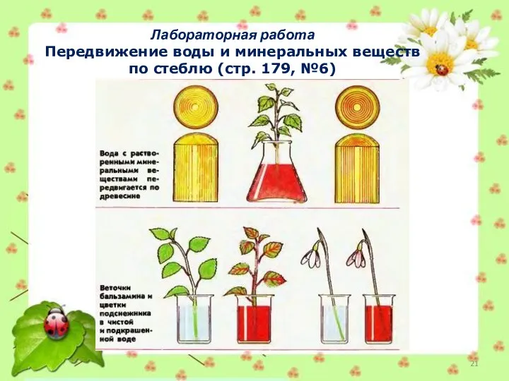 Лабораторная работа Передвижение воды и минеральных веществ по стеблю (стр. 179, №6)