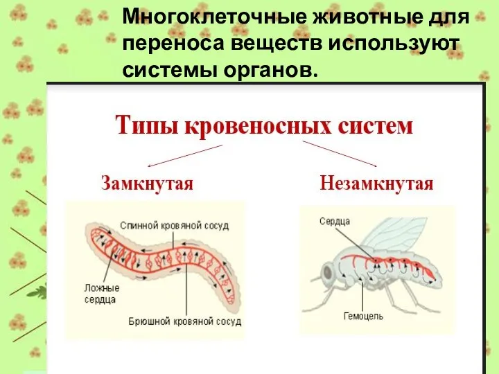 Многоклеточные животные для переноса веществ используют системы органов.