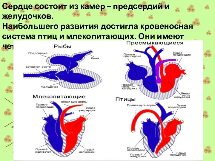 Сердце состоит из камер – предсердий и желудочков. Наибольшего развития