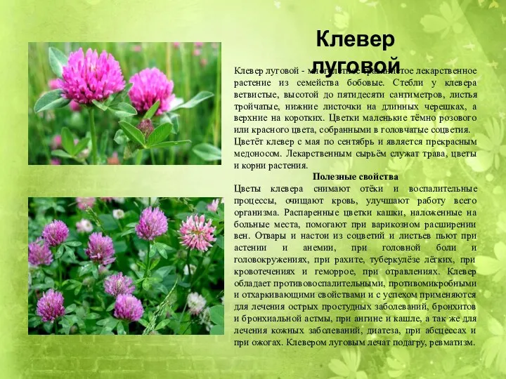 Клевер луговой - многолетнее травянистое лекарственное растение из семейства бобовые. Стебли у клевера