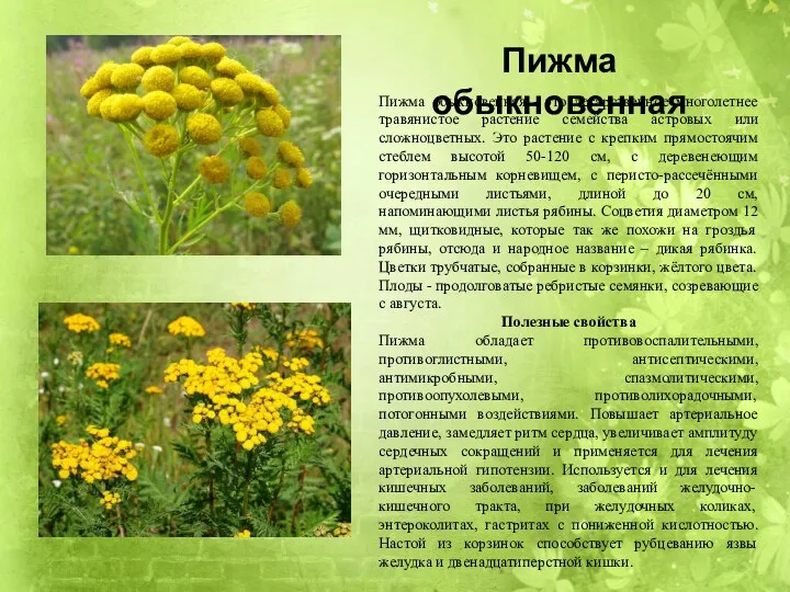Пижма обыкновенная - это лекарственное многолетнее травянистое растение семейства астровых