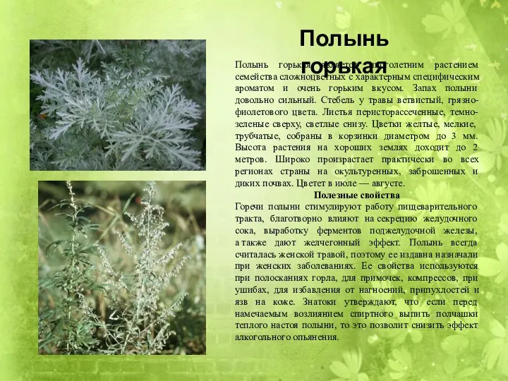 Полынь горькая является многолетним растением семейства сложноцветных с характерным специфическим ароматом и очень