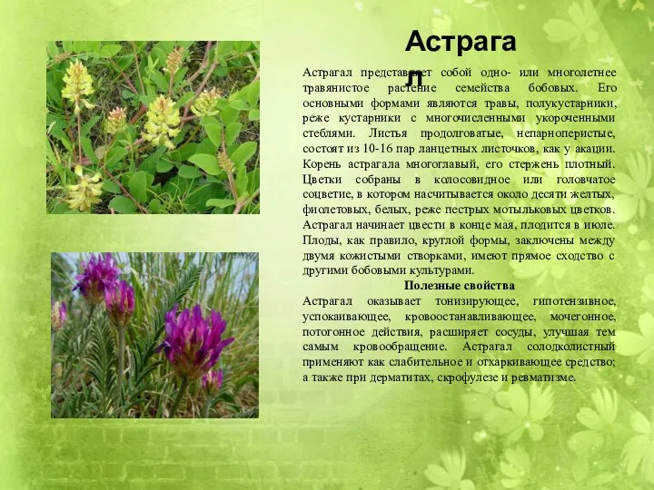 Астрагал представляет собой одно- или многолетнее травянистое растение семейства бобовых. Его основными формами