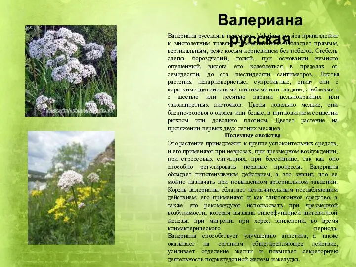 Валериана русская Валериана русская, в переводе - Valeriana rossica принадлежит к многолетним травянистым