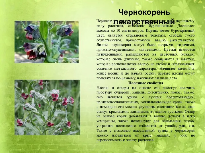 Чернокорень относится к многолетнему или двулетнему виду растения, семейство бурачниковые. Достигает высоты до