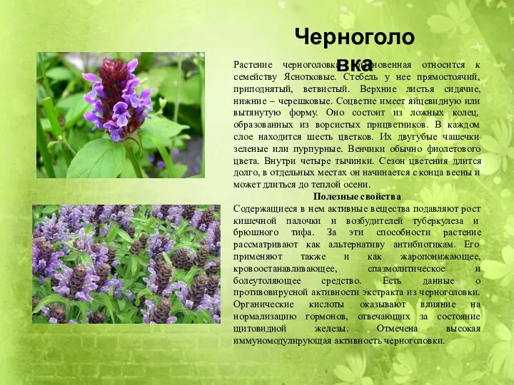 Растение черноголовка обыкновенная относится к семейству Яснотковые. Стебель у нее прямостоячий, приподнятый, ветвистый.