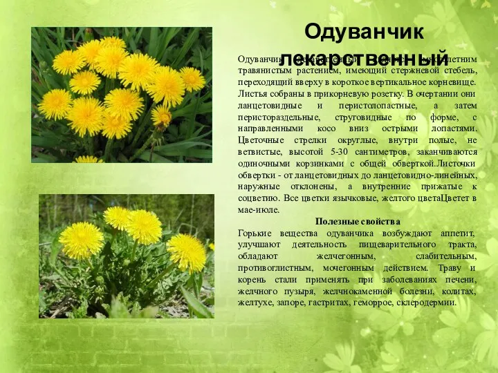 Одуванчик лекарственный является многолетним травянистым растением, имеющий стержневой стебель, переходящий вверху в короткое