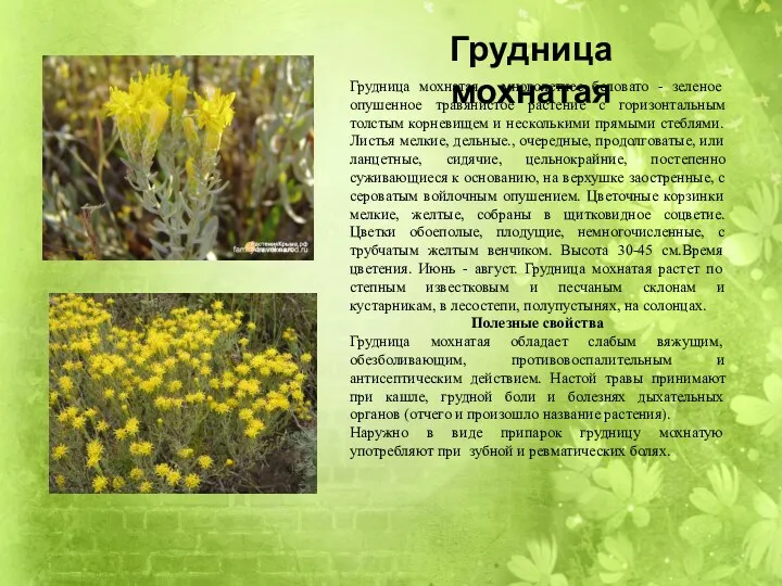 Грудница мохнатая - многолетнее беловато - зеленое опушенное травянистое растение