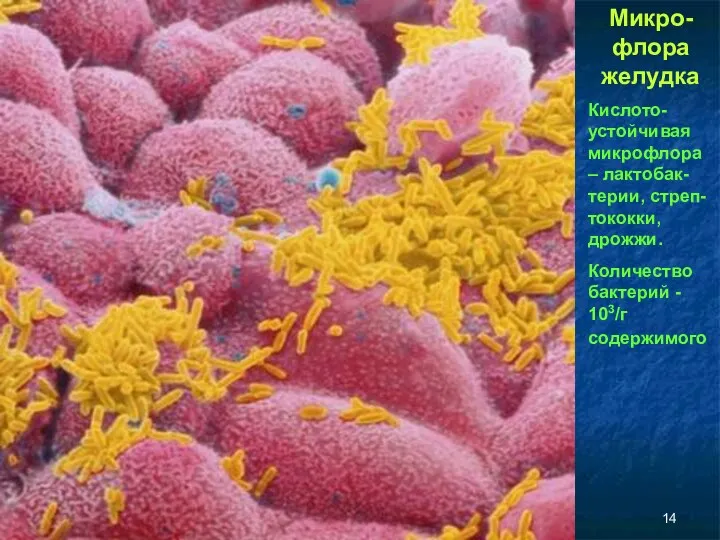 Микро-флора желудка Кислото-устойчивая микрофлора – лактобак-терии, стреп-тококки, дрожжи. Количество бактерий - 103/г содержимого