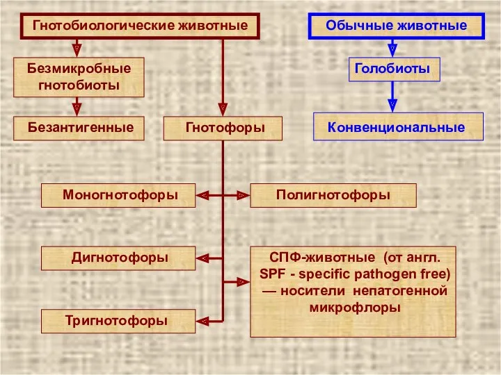 Гнотобиологические животные Обычные животные Безмикробные гнотобиоты Гнотофоры Безантигенные Голобиоты Конвенциональные Моногнотофоры Дигнотофоры Тригнотофоры