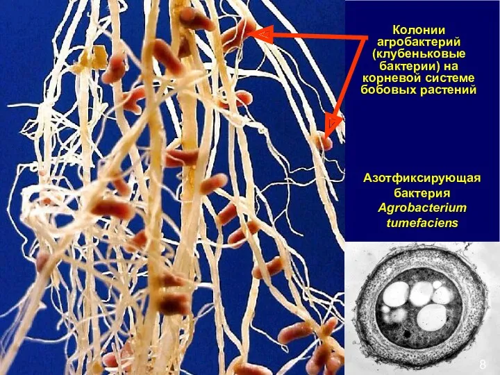 Колонии агробактерий (клубеньковые бактерии) на корневой системе бобовых растений Азотфиксирующая бактерия Agrobacterium tumefaciens 8