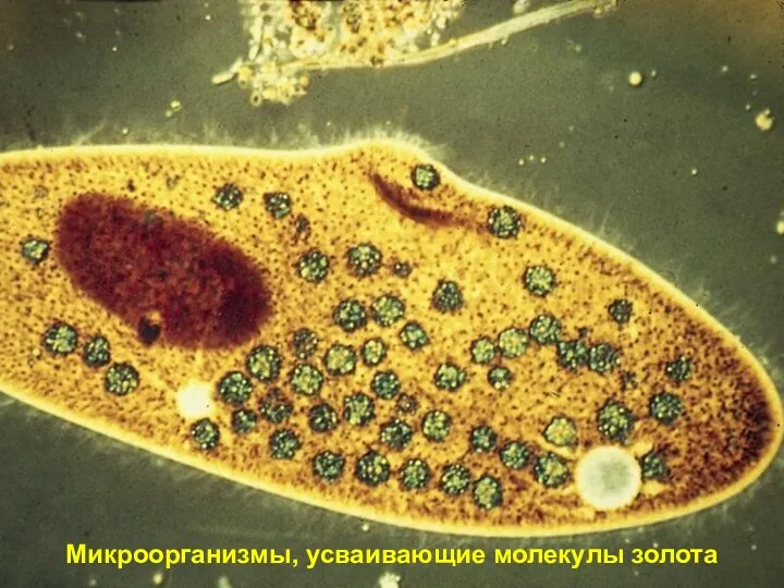 Микроорганизмы, усваивающие молекулы золота