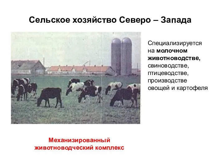 Сельское хозяйство Северо – Запада Специализируется на молочном животноводстве, свиноводстве,