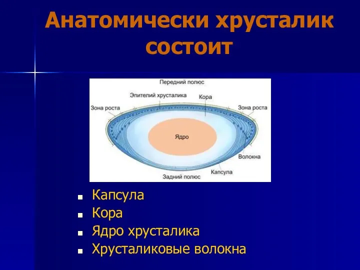 Анатомически хрусталик состоит Капсула Кора Ядро хрусталика Хрусталиковые волокна