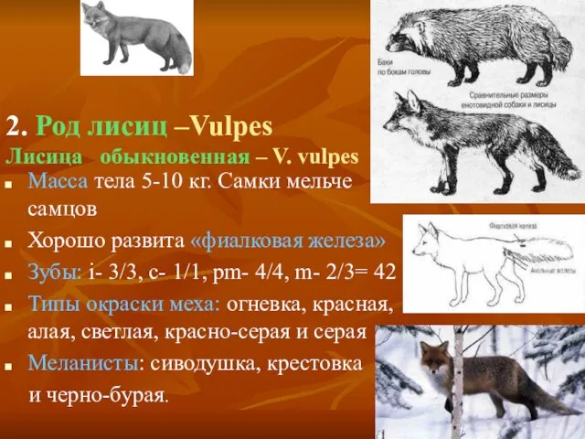 2. Род лисиц –Vulpes Лисица обыкновенная – V. vulpes Масса