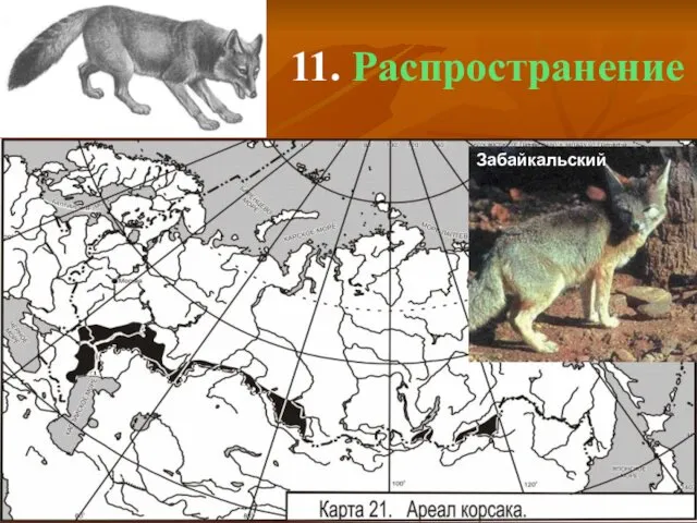 11. Распространение Забайкальский