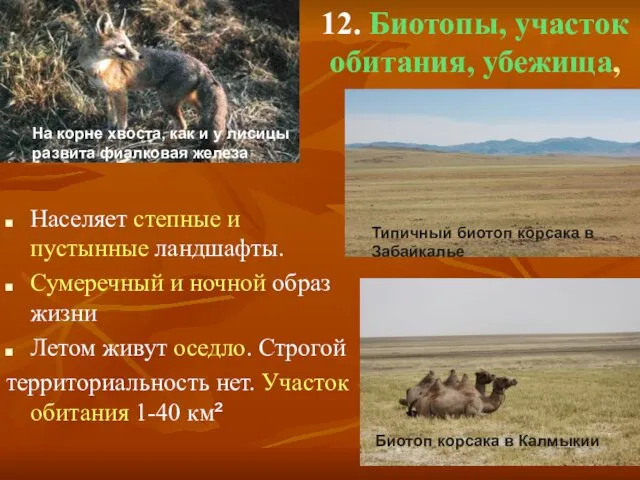 12. Биотопы, участок обитания, убежища, Населяет степные и пустынные ландшафты.