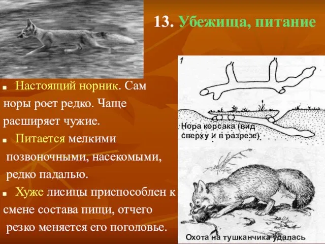 13. Убежища, питание Настоящий норник. Сам норы роет редко. Чаще