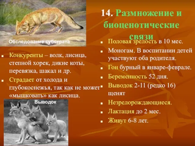 14. Размножение и биоценотические связи Конкуренты – волк, лисица, степной