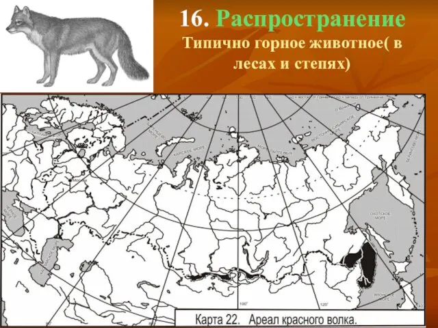 16. Распространение Типично горное животное( в лесах и степях)