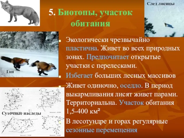 5. Биотопы, участок обитания Экологически чрезвычайно пластична. Живет во всех