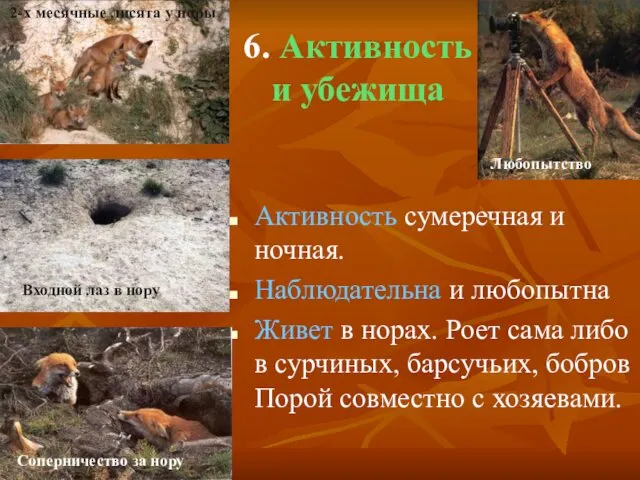 6. Активность и убежища Активность сумеречная и ночная. Наблюдательна и